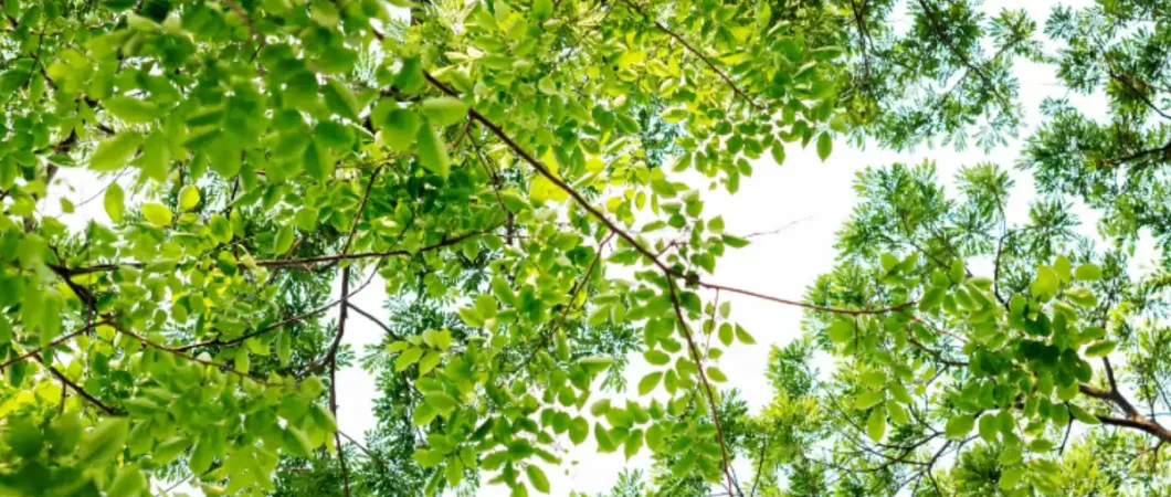 Pulizie professionali ecosostenibili: l’approccio #IAMGREEN di Magris