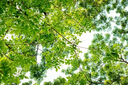 Chioma di alberi con foglie verdi rigogliose e rami visti dal basso verso il cielo luminoso.